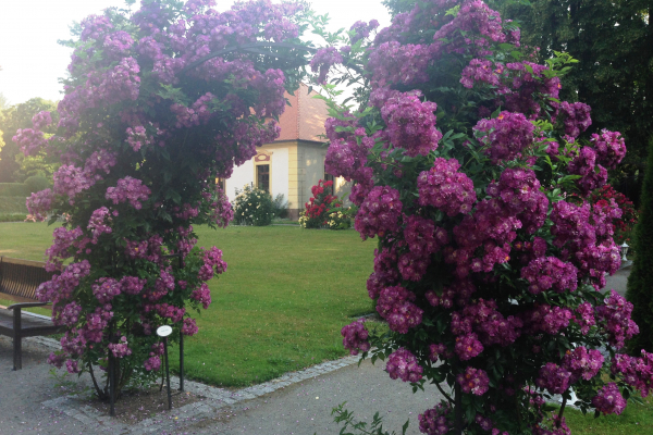 ruze rosarium