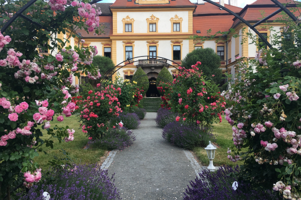 Rosarium v květu