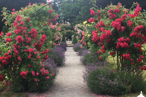 Rosarium pohled od zámku