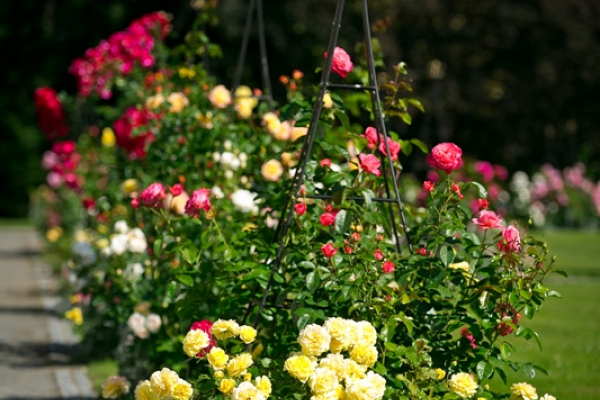 Konstrukce podomácku rosarium